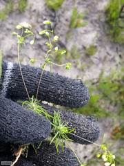 Pharnaceum elongatum