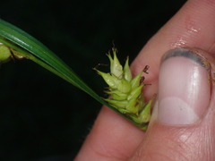 Carex trichocarpa