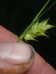 Carex trichocarpa