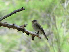 Muscicapa striata balearica