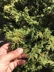 Juniperus monticola