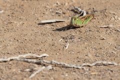 Locusta