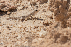 Pristurus carteri