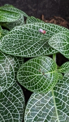 Fittonia albivenis