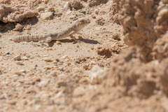 Pristurus carteri