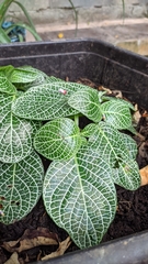 Fittonia albivenis