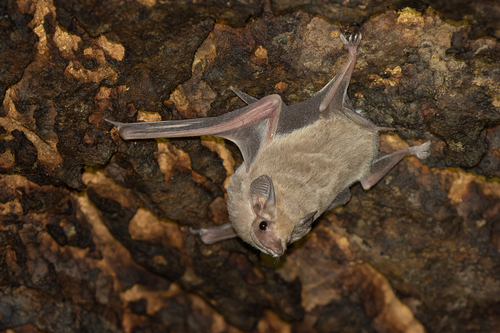 Arabian Sheath-tailed Bat (Coleura gallarum) — Data Deficient Mammalia