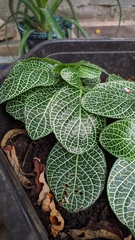 Fittonia albivenis