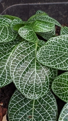 Fittonia albivenis