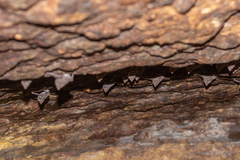 Coleura gallarum
