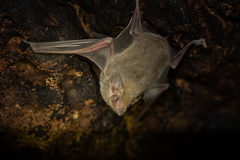 Coleura gallarum