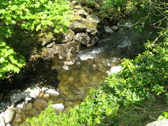 Rhododendron ponticum