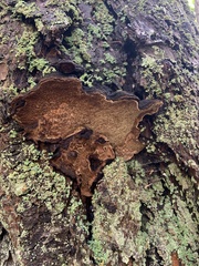 Porodaedalea