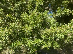 Podocarpus