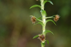 Paepalanthus fluviatilis