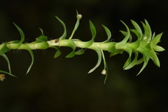 Paepalanthus fluviatilis