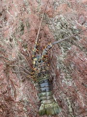 Panulirus inflatus