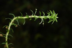Paepalanthus fluviatilis