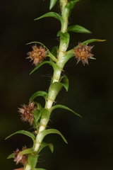 Paepalanthus fluviatilis