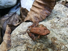 Rana italica