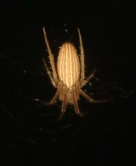 Larinia borealis