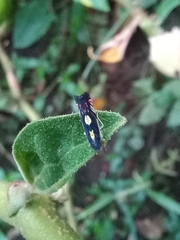 Diedrocephala variegata