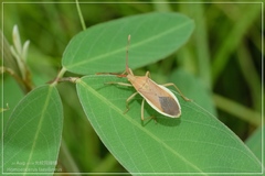 Homoeocerus laevilineus