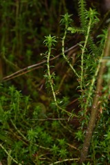 Paepalanthus fluviatilis