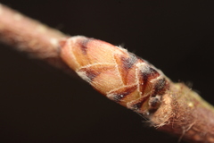 Carpinus caroliniana