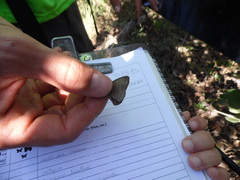 Nhambikuara cerradensis