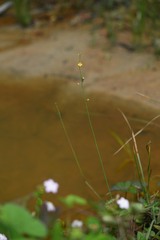 Utricularia hispida