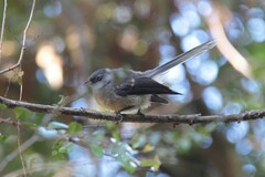 Rhipidura fuliginosa fuliginosa