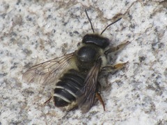 Megachile