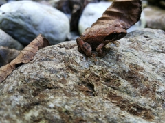 Rana italica
