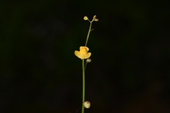 Utricularia hispida