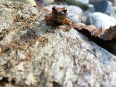 Rana italica