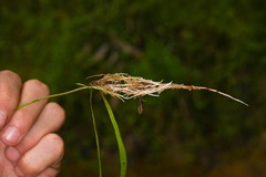 Utricularia hispida