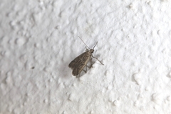 Homoeosoma nebulella