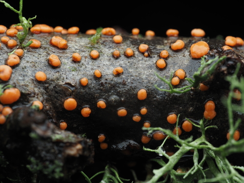 iNaturalist observation photo of Coral Spot