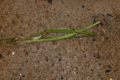 Utricularia hispida