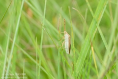 Homoeocerus laevilineus
