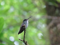 Chrysuronia versicolor