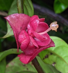 Drymonia coccinea