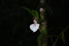 Zygosepalum labiosum