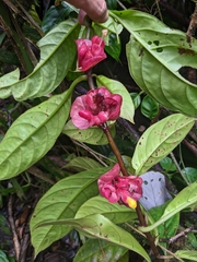 Drymonia coccinea