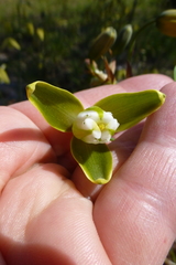Albuca flaccida