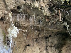 Arachnocampa luminosa