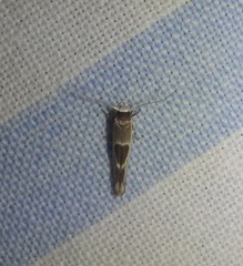 Stathmopoda megathyma