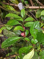 Drymonia coccinea