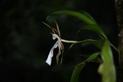 Zygosepalum labiosum